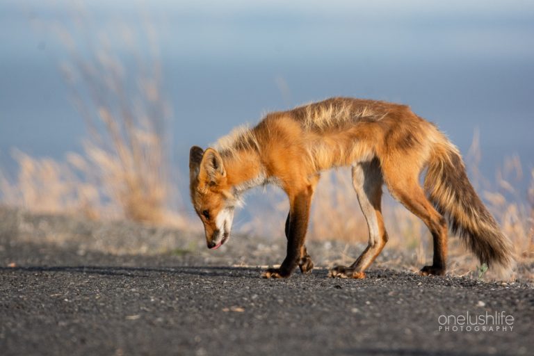Red Foxes of San Juan Island – Part 2